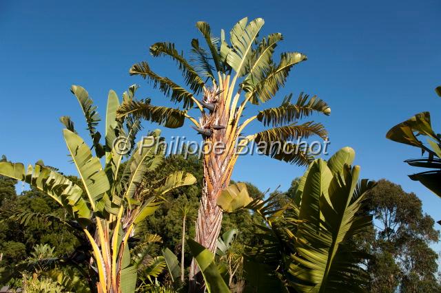 madere 30.JPG - Oiseau de paradis, Strelitzia arborescent, Strelitziaceae, Funchal, Madère, Portugal
